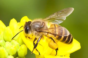 中國大虎頭蜂的生活習性(虎頭蜂的棲息環境) 中國大虎頭蜂的生活習性(虎頭蜂的棲息環境)