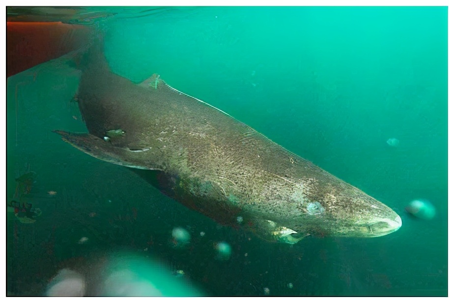 活到156歲才可交配，因為太懶為了吃飽飯，它們獻祭了自己眼睛