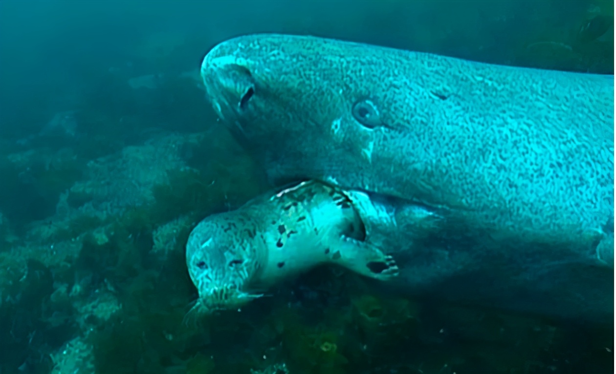 活到156歲才可交配，因為太懶為了吃飽飯，它們獻祭了自己眼睛