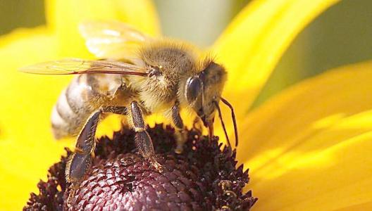 阿壩中蜂盜性強嗎（中蜂易發(fā)生盜蜂嗎）