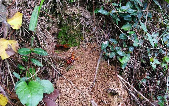 中國大虎頭蜂有毒嗎(被大虎頭蜂蟄了怎么辦?) 中國大虎頭蜂有毒嗎(被大虎頭蜂蟄了怎么辦?)
