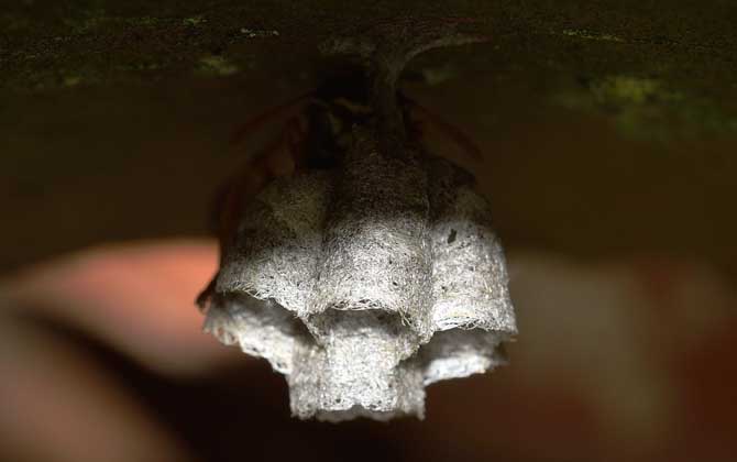 馬蜂種苗價格是多少(胡蜂蜂王多少錢一只) 馬蜂種苗價格是多少(胡蜂蜂王多少錢一只)