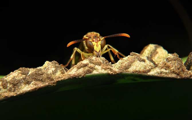 馬蜂種苗價格是多少(胡蜂蜂王多少錢一只) 馬蜂種苗價格是多少(胡蜂蜂王多少錢一只)