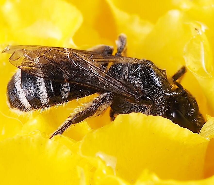 養(yǎng)殖新疆黑蜂的注意事項（新疆黑蜂蜂蜜怎么樣）