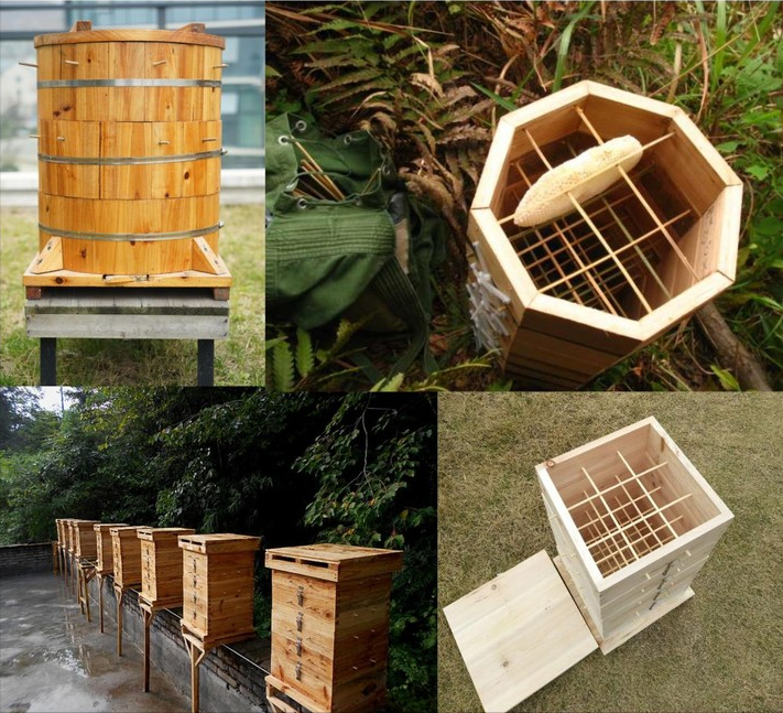 阿壩中蜂可以用格子箱養嗎(對比土養和活框有哪些優缺點呢) 阿壩中蜂可以用格子箱養嗎(對比土養和活框有哪些優缺點呢)