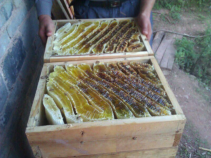 阿壩中蜂可以用格子箱養嗎(對比土養和活框有哪些優缺點呢) 阿壩中蜂可以用格子箱養嗎(對比土養和活框有哪些優缺點呢)