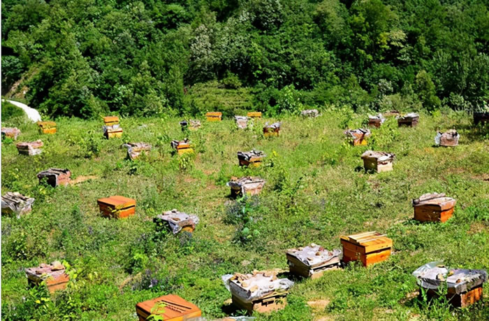 蜜蜂養(yǎng)殖十大忌諱是什么?(教你養(yǎng)蜂知識) 蜜蜂養(yǎng)殖十大忌諱是什么?(教你養(yǎng)蜂知識)