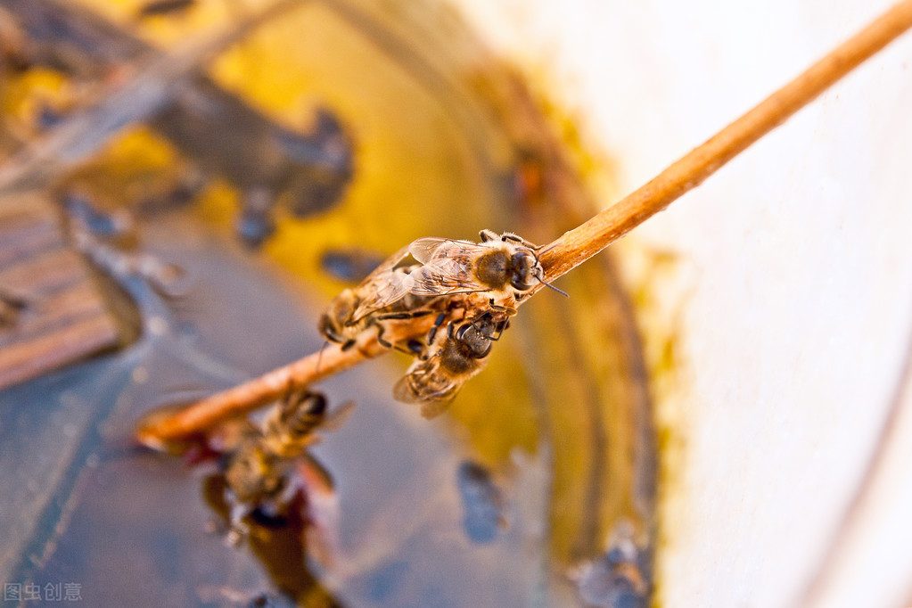 附近有人養蜂能不能誘蜂(為什么不能在養蜂場附近誘蜂) 附近有人養蜂能不能誘蜂(為什么不能在養蜂場附近誘蜂)