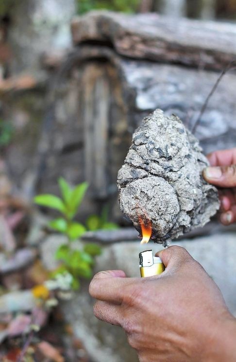 蜜蜂喜歡牛糞嗎(牛糞對蜜蜂的吸引力) 蜜蜂喜歡牛糞嗎(牛糞對蜜蜂的吸引力)