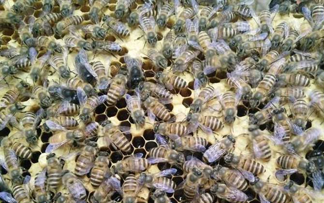 蜜蜂的雄蜂是什么發育而來 蜜蜂的雄蜂是什么發育而來