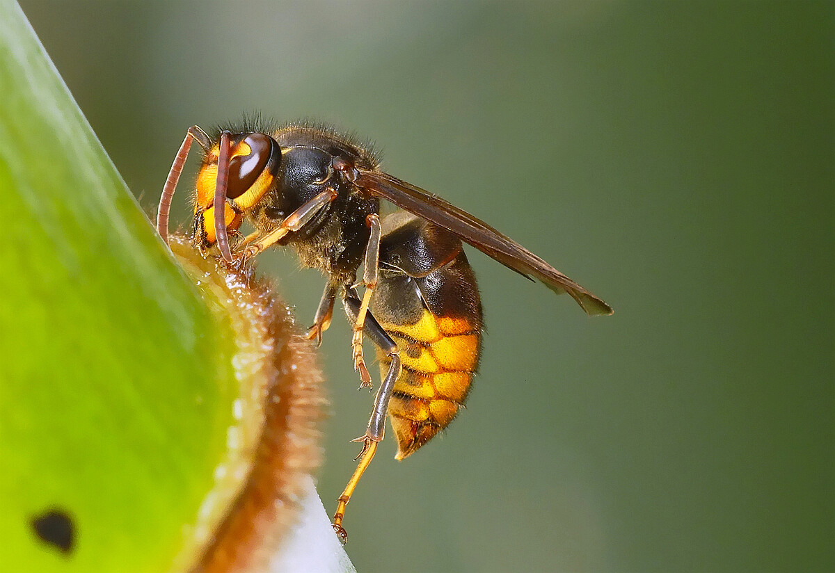 養殖胡蜂技術的步驟（胡蜂的養殖技術大全）