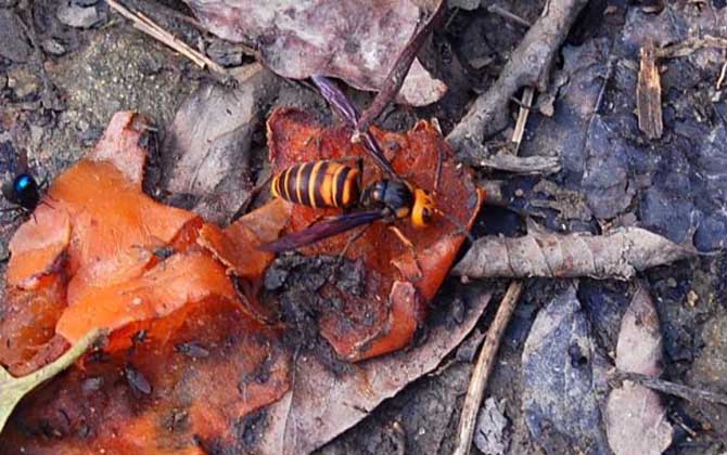 中國大虎頭蜂跟大金環胡蜂是一種嗎(中國大虎頭蜂跟大金環胡蜂有區別么?) 中國大虎頭蜂跟大金環胡蜂是一種嗎(中國大虎頭蜂跟大金環胡蜂有區別么?)