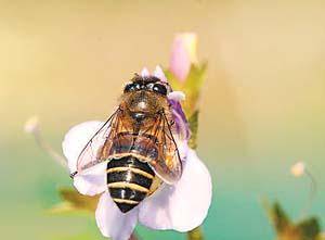 蜂場(chǎng)能同時(shí)養(yǎng)意蜂和黑蜂嗎（請(qǐng)問東北黑蜂和意蜂能一起養(yǎng)嗎）