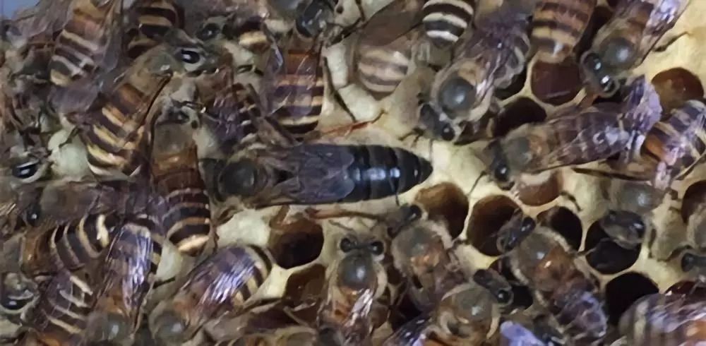 蜂場(chǎng)能同時(shí)養(yǎng)意蜂和黑蜂嗎（請(qǐng)問東北黑蜂和意蜂能一起養(yǎng)嗎）