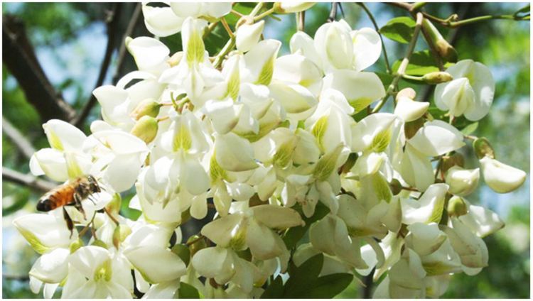 蜜蜂花卉有哪幾種？(告訴你蜜蜂都喜歡什么花的花蜜)