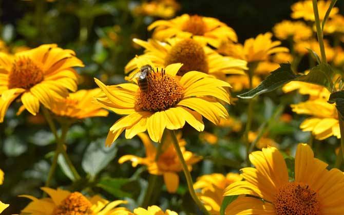 夏季養蜂有哪些需要注意的地方？