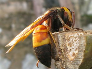 常見(jiàn)的胡蜂種類(胡蜂的種類介紹) 常見(jiàn)的胡蜂種類(胡蜂的種類介紹)