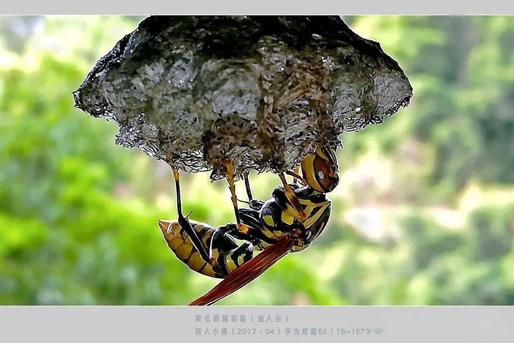 常見(jiàn)的胡蜂種類(胡蜂的種類介紹) 常見(jiàn)的胡蜂種類(胡蜂的種類介紹)