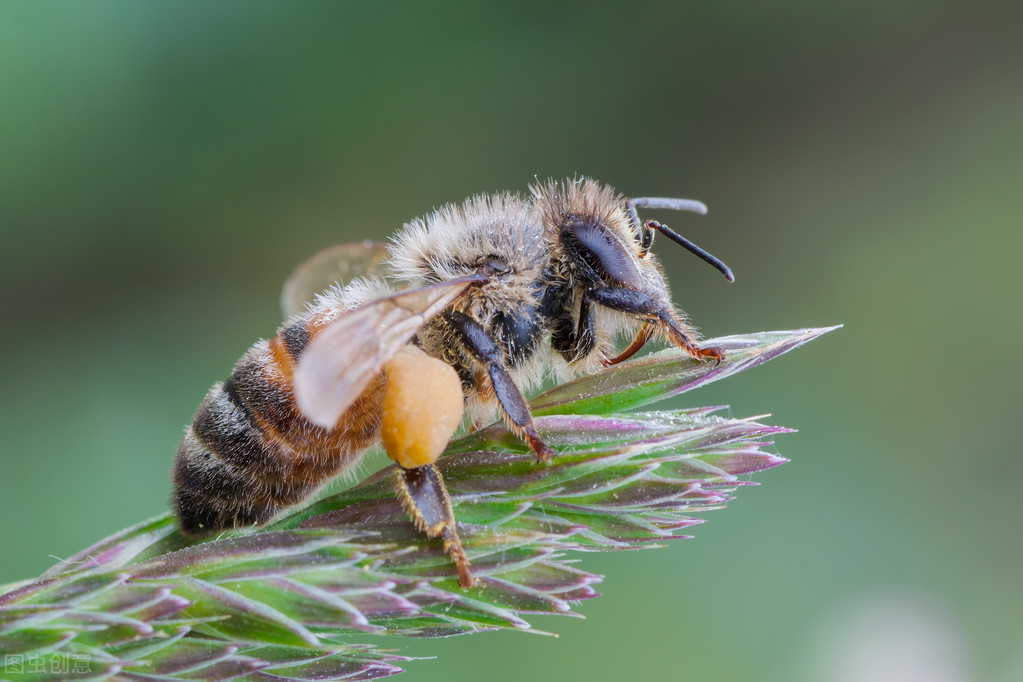 誘蜂洞為什么用火燒(挖誘蜂洞的技巧和要點) 誘蜂洞為什么用火燒(挖誘蜂洞的技巧和要點)