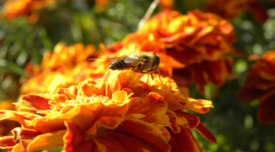 養(yǎng)蜂新手怎么起步(初次養(yǎng)蜂要注意什么) 養(yǎng)蜂新手怎么起步(初次養(yǎng)蜂要注意什么)