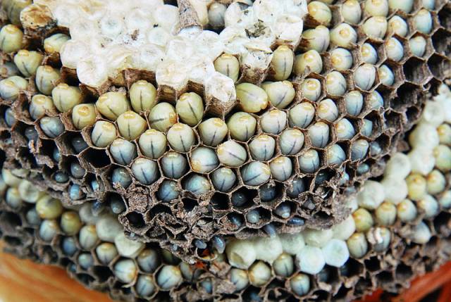 虎頭蜂蛹的功效與作用(蜂蛹的功效與作用是什么) 虎頭蜂蛹的功效與作用(蜂蛹的功效與作用是什么)