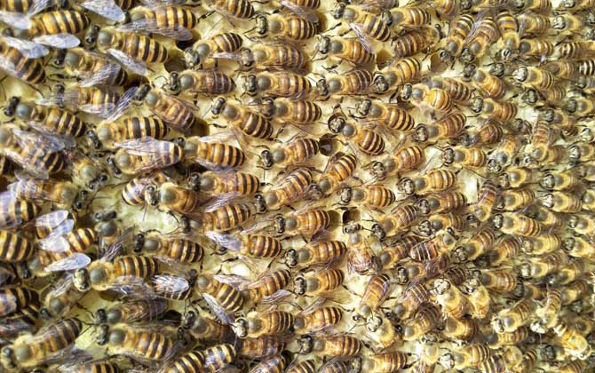 蜂群失王怎么處理(長(zhǎng)期失王的蜂群應(yīng)如何處理) 蜂群失王怎么處理(長(zhǎng)期失王的蜂群應(yīng)如何處理)