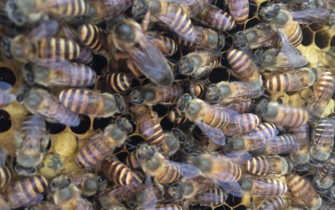 蜂群失王怎么處理(長(zhǎng)期失王的蜂群應(yīng)如何處理) 蜂群失王怎么處理(長(zhǎng)期失王的蜂群應(yīng)如何處理)