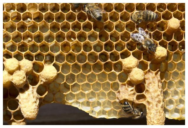 新手養蜂出現王臺怎么辦（蜜蜂起王臺怎么辦）