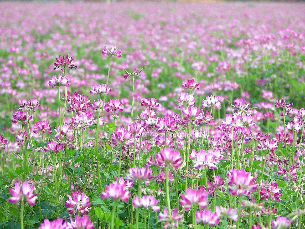 紅花草是紫云英嗎(紫云英和紅花草的區(qū)別) 紅花草是紫云英嗎(紫云英和紅花草的區(qū)別)
