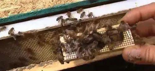 野蜜蜂怎么抓蜂王？(教你怎樣抓蜂王及正確拿法)
