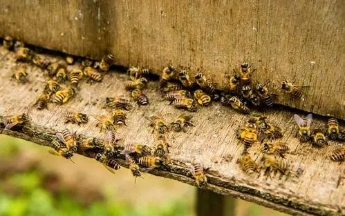 蜜蜂分蜂熱怎么分箱 蜜蜂分蜂熱怎么分箱