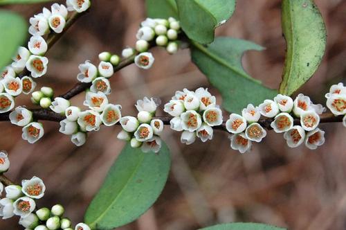 贛南地區(qū)烏桕樹什么月份開始流蜜(江西贛南主要的蜜源植物和花期介紹) 贛南地區(qū)烏桕樹什么月份開始流蜜(江西贛南主要的蜜源植物和花期介紹)