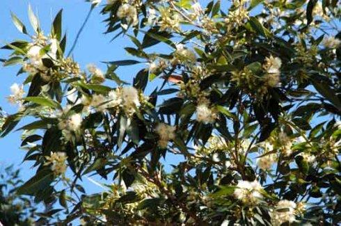 贛南地區(qū)烏桕樹什么月份開始流蜜(江西贛南主要的蜜源植物和花期介紹) 贛南地區(qū)烏桕樹什么月份開始流蜜(江西贛南主要的蜜源植物和花期介紹)