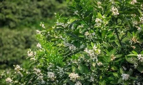 贛南地區(qū)烏桕樹什么月份開始流蜜(江西贛南主要的蜜源植物和花期介紹) 贛南地區(qū)烏桕樹什么月份開始流蜜(江西贛南主要的蜜源植物和花期介紹)