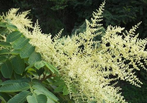 贛南地區(qū)烏桕樹什么月份開始流蜜(江西贛南主要的蜜源植物和花期介紹) 贛南地區(qū)烏桕樹什么月份開始流蜜(江西贛南主要的蜜源植物和花期介紹)