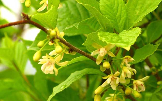五味子什么時候開花有蜜嗎(五味子什么時候開花) 五味子什么時候開花有蜜嗎(五味子什么時候開花)