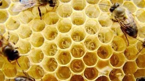 工蜂會不會產卵 工蜂會不會產卵