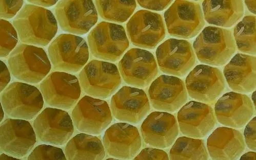 工蜂會不會產卵 工蜂會不會產卵