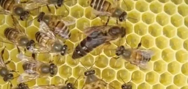 工蜂會不會產卵 工蜂會不會產卵