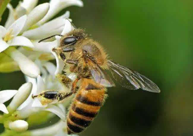 怎樣人工喂養(yǎng)蜜蜂? 怎樣人工喂養(yǎng)蜜蜂?