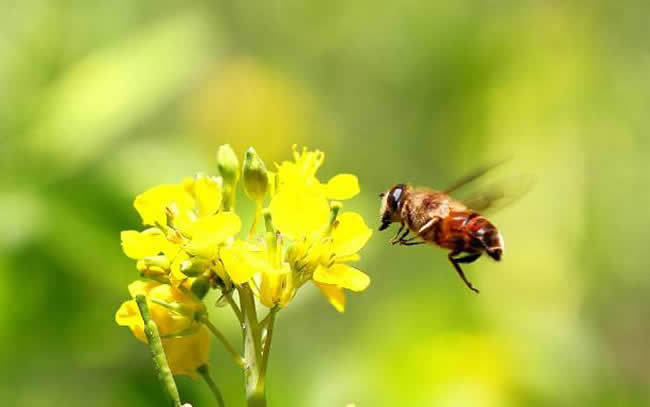 怎樣人工喂養(yǎng)蜜蜂? 怎樣人工喂養(yǎng)蜜蜂?