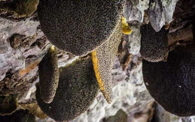 小蜜蜂一共分為幾種 小蜜蜂一共分為幾種