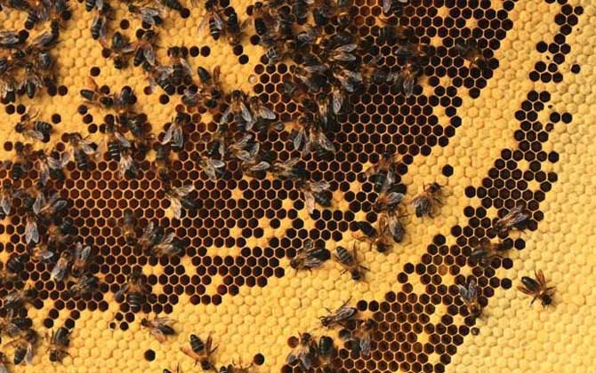 小蜜蜂一共分為幾種 小蜜蜂一共分為幾種