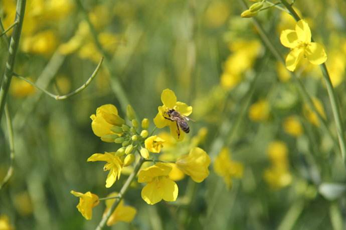 蜜蜂為什么要采花釀蜜 蜜蜂為什么要采花釀蜜