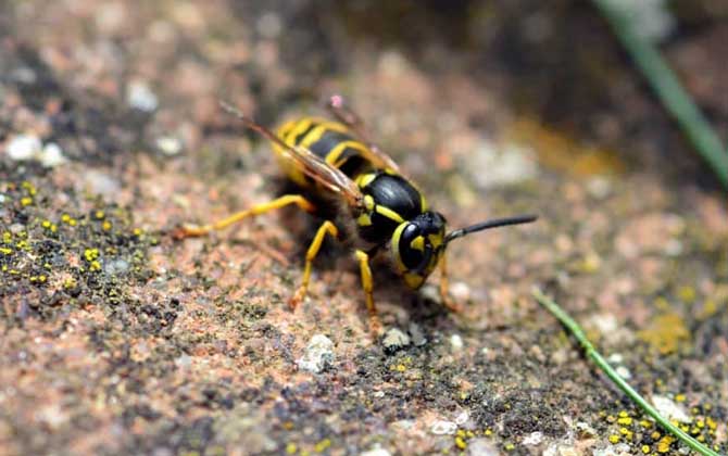 蜜蜂和馬蜂在家打窩是壞事嗎（蜜蜂和馬蜂來家里是福還是禍？）