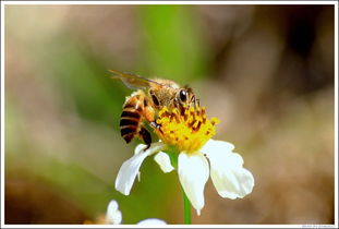 蜂王與工蜂的相同點是什么(意蜂蠟在實際中的運用) 蜂王與工蜂的相同點是什么(意蜂蠟在實際中的運用)