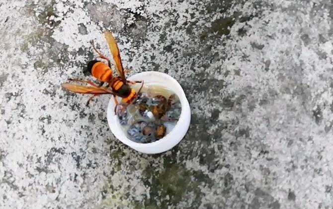 被黃腰虎頭蜂蟄了一下頭怕嗎(黃腰虎頭蜂蟄了怎么處理?) 被黃腰虎頭蜂蟄了一下頭怕嗎(黃腰虎頭蜂蟄了怎么處理?)