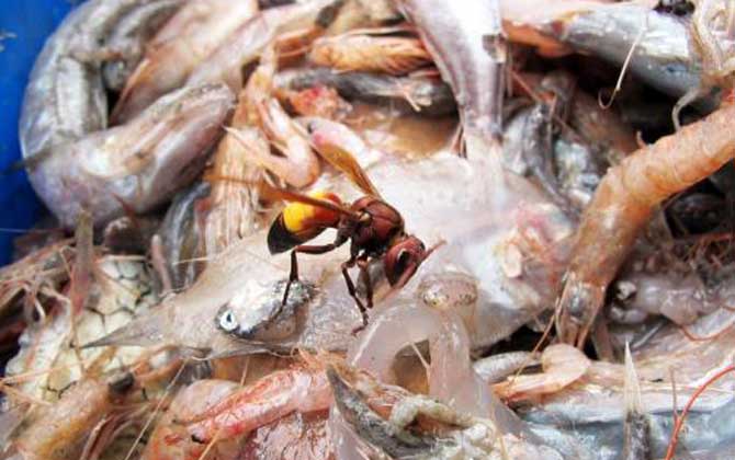 被黃腰虎頭蜂蟄了一下頭怕嗎(黃腰虎頭蜂蟄了怎么處理?) 被黃腰虎頭蜂蟄了一下頭怕嗎(黃腰虎頭蜂蟄了怎么處理?)