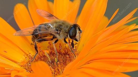 【蜜蜂知識】怎樣從蜂團中找到蜂王? 怎樣從蜂團中找到蜂王?