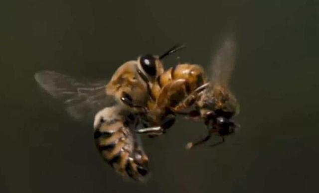 蜂王交尾失敗怎么辦(蜂王交尾失敗怎樣及時補救) 蜂王交尾失敗怎么辦(蜂王交尾失敗怎樣及時補救)